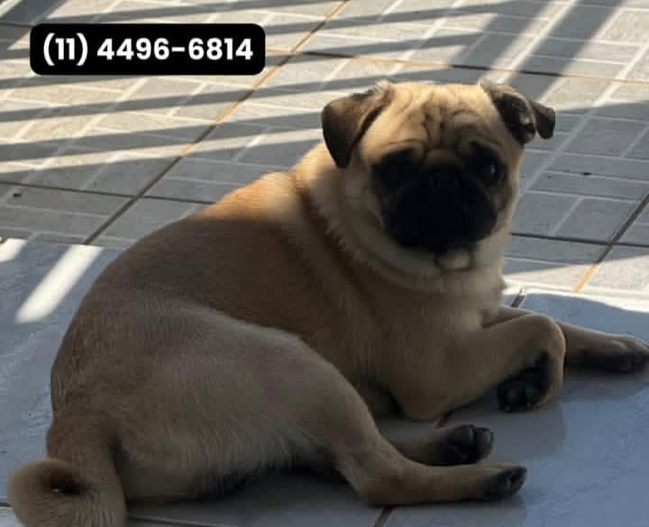  Família procura por Bento, pet desaparecido desde a manhã desta quinta